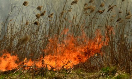 A szabadtéri tűz természetvédelmi károkat is okozhat