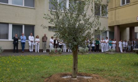 Olajfát ültettek a kórház udvarán